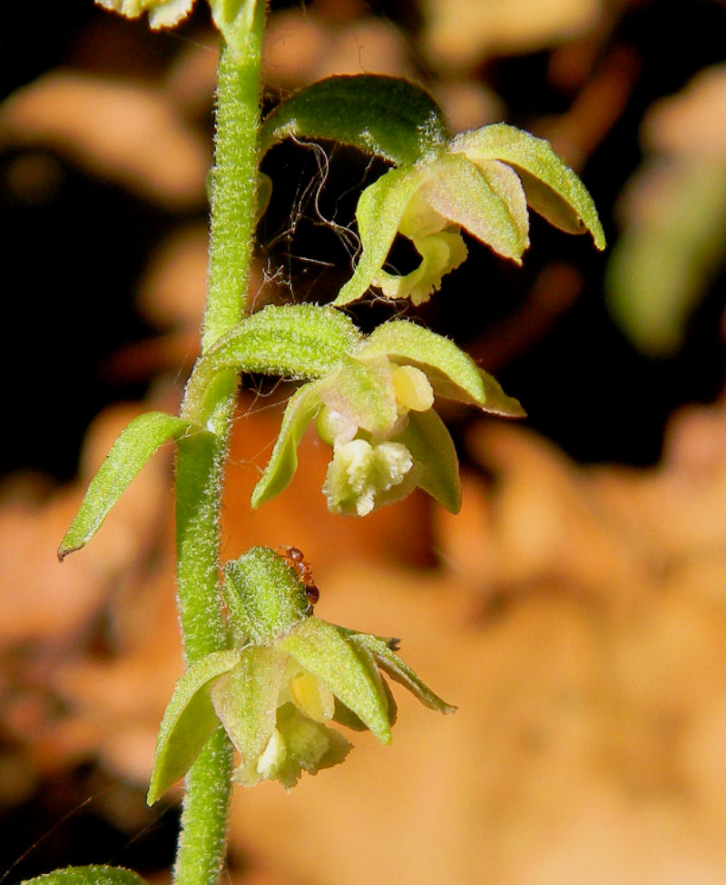 Epipactis microphylla